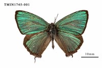 藏品(碧翠灰蝶)的圖片